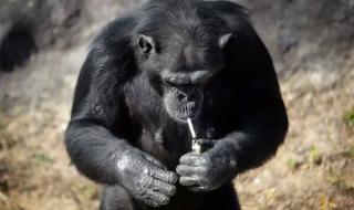 饲养员暴击猩猩脸部