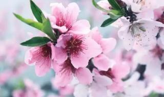 会流泪的树是什么树