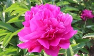 佳能600d配什么镜头