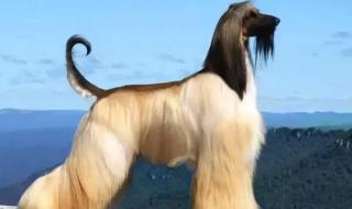 阿富汗女主播禁工作